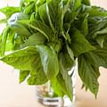 fresh basil leaves
