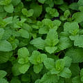 fresh mint leaves