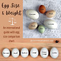 large eggs
